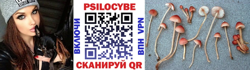дарнет шоп  Озёрск  Галлюциногенные грибы Psilocybine cubensis 